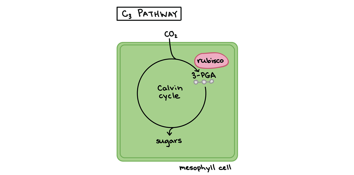 Comparison of Photosynthesis and Photorespiration in C3/C4/CAM Plants