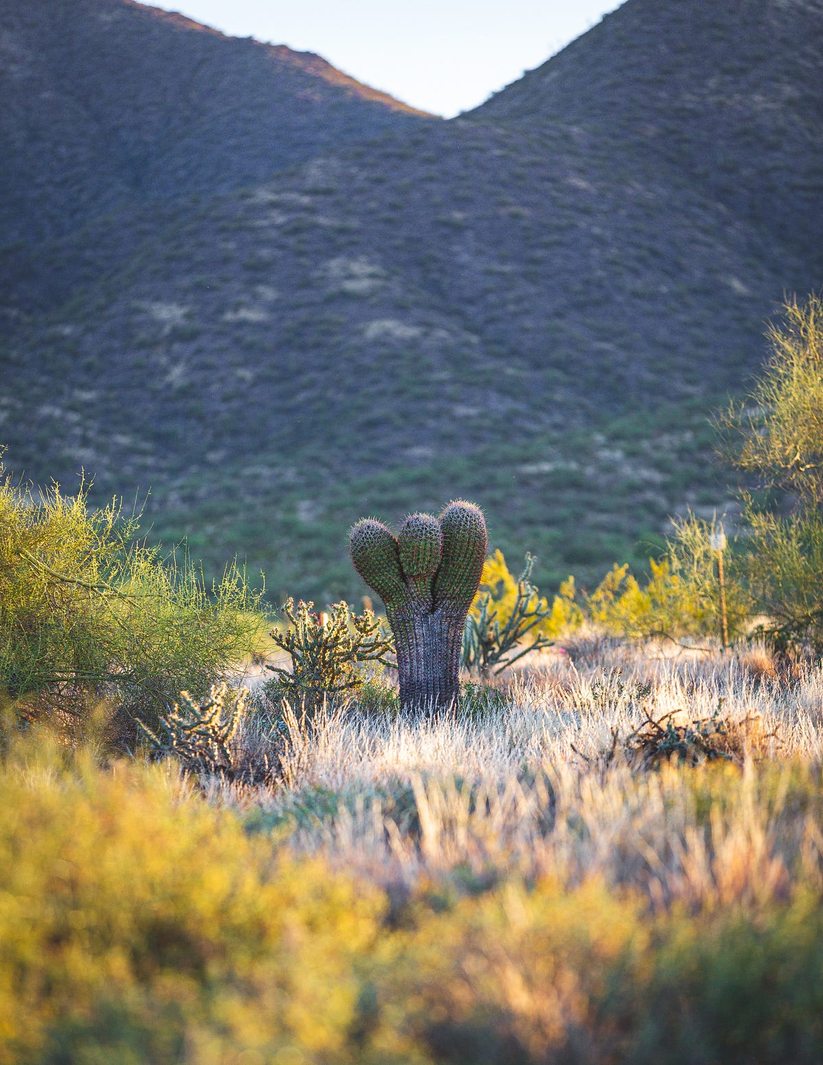 The Beauty of the Desert In Spring Is Amazing | by Borlokva | MIDFORM ...