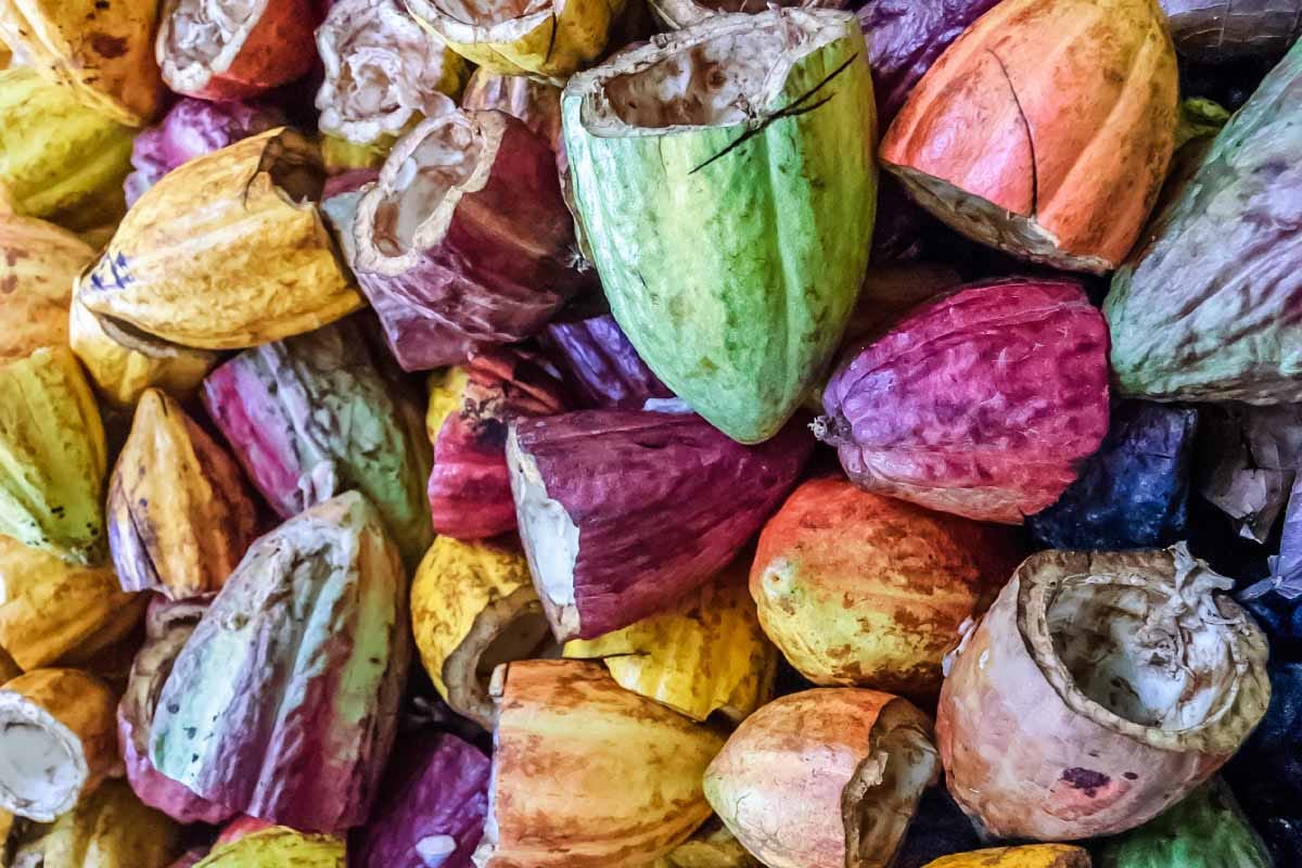 Biochar : un charbon de cacao qui stocke le CO₂ pendant des centaines d’années