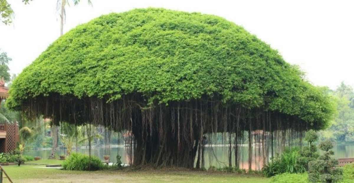 source: google