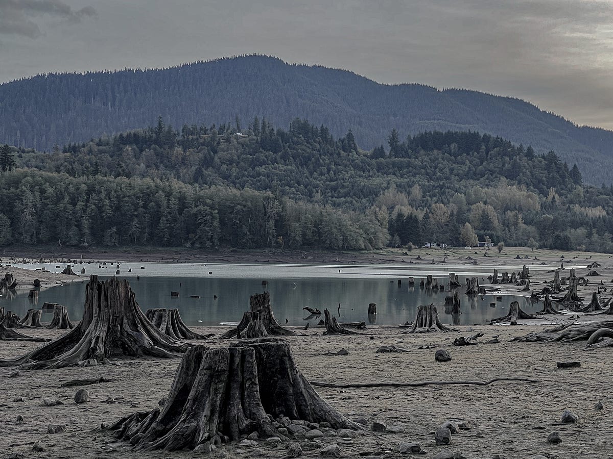 A Bitter And Dying Tree’s Tearless Dirge | by James Karuga ...