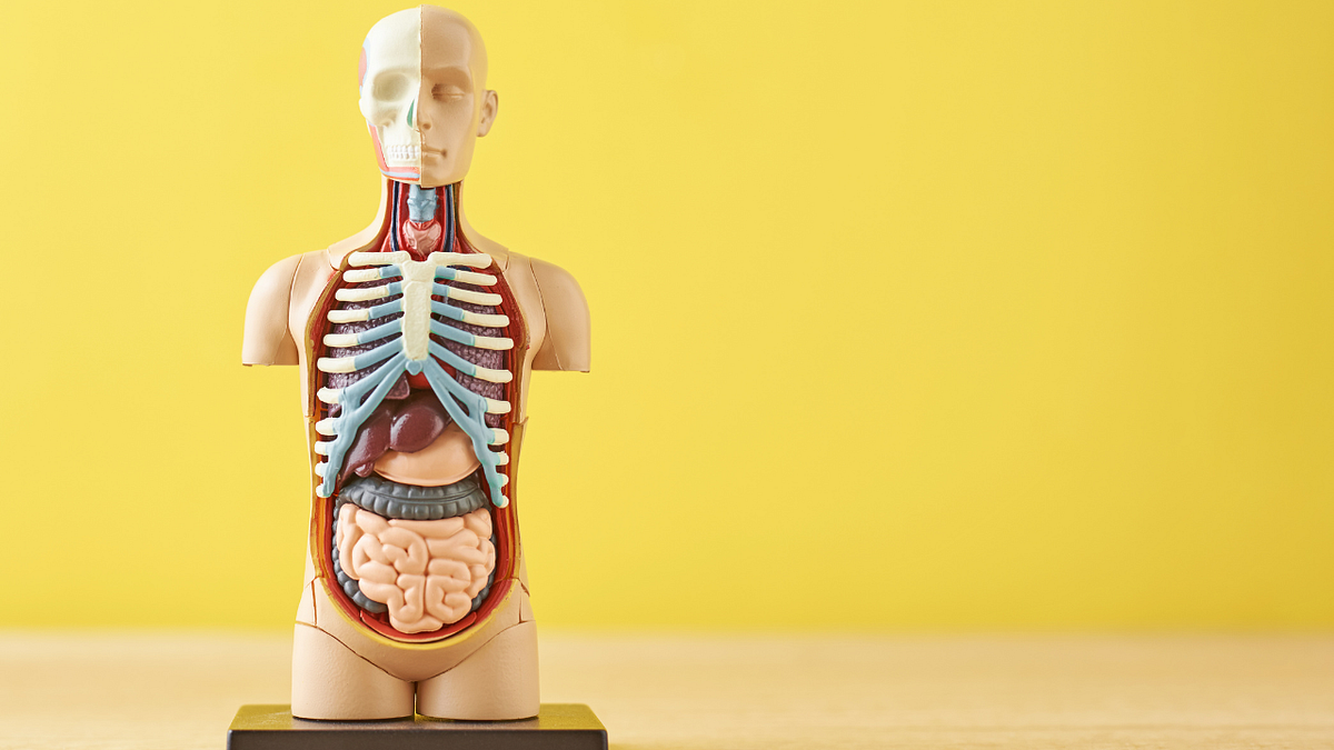 What Does Stinging Nettle Root Do For The Body? by Real Herbs Medium