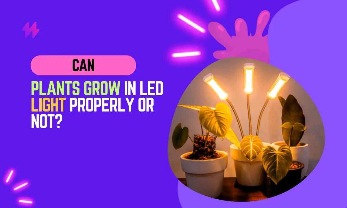 Can Plants Grow in LED Light?. In recent years, LED lights have