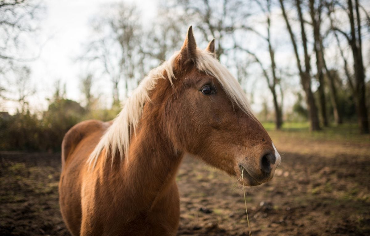 Une maladie létale pour les chevaux se propage activement en France.