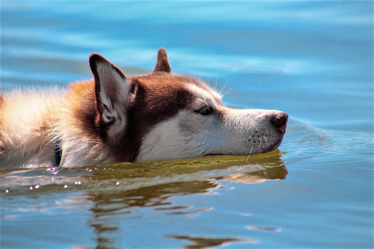 How To Teach Your Dog To Like Water