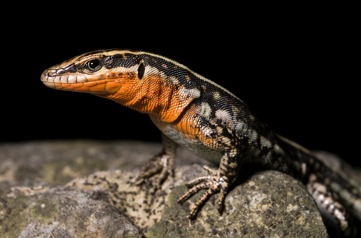 Ecological niche differentiation in the Anatolian rock lizards (Genus