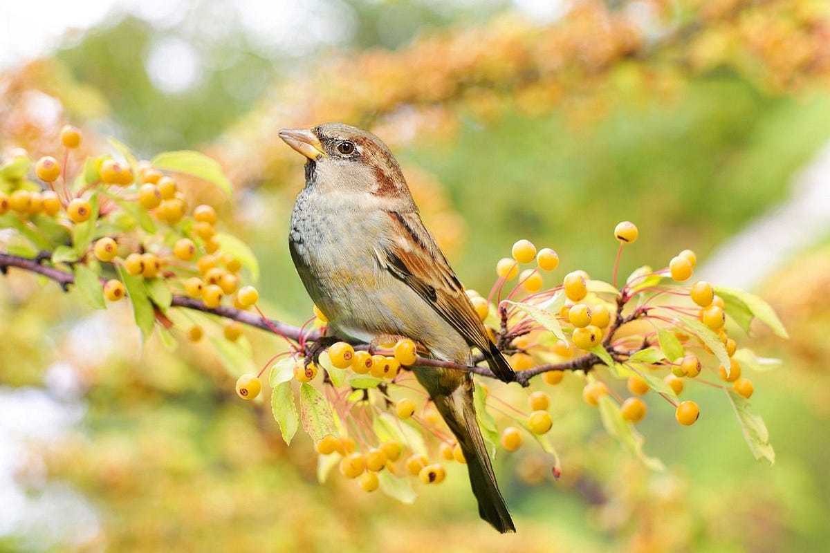 Can You Become Friends With Wild Birds How To Become A Real life Show