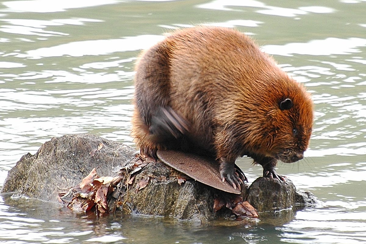 The Architects of Nature: Why We Can’t Save Ecosystems Without Keystone Species