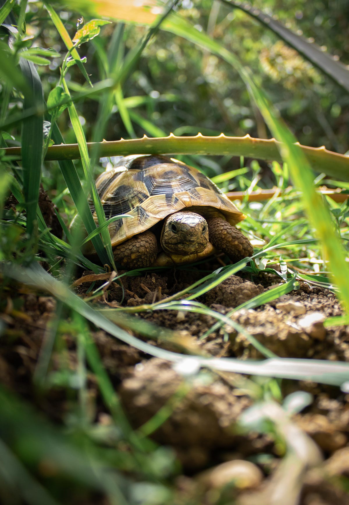 Turtle