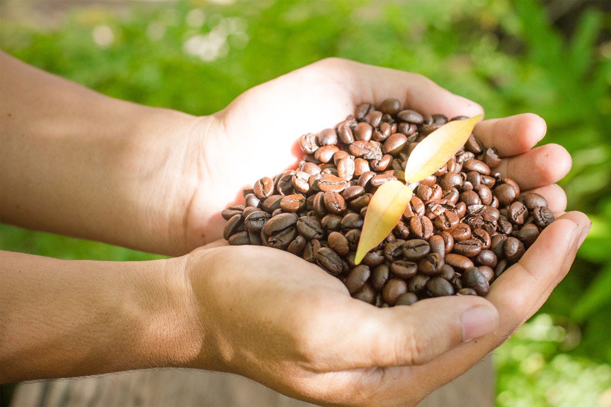 Why do coffeedrinkers choose Robusta Washed Coffee Beans for their morning cup? by Blog