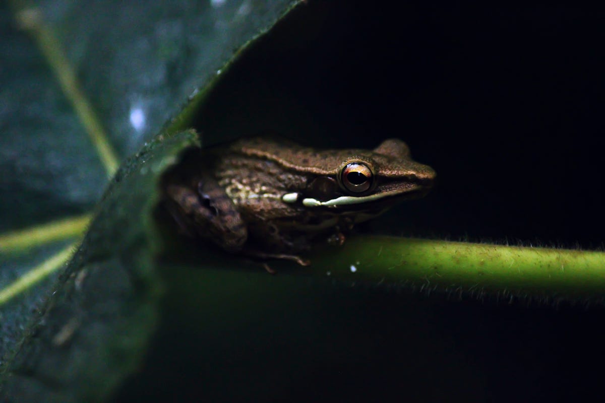 Discovering the World of Amphibians: Importance, Characteristics, and
