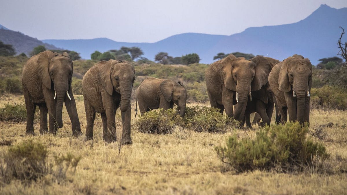 World Elephant Day on August 12th Fun Ways to Help Elephants by