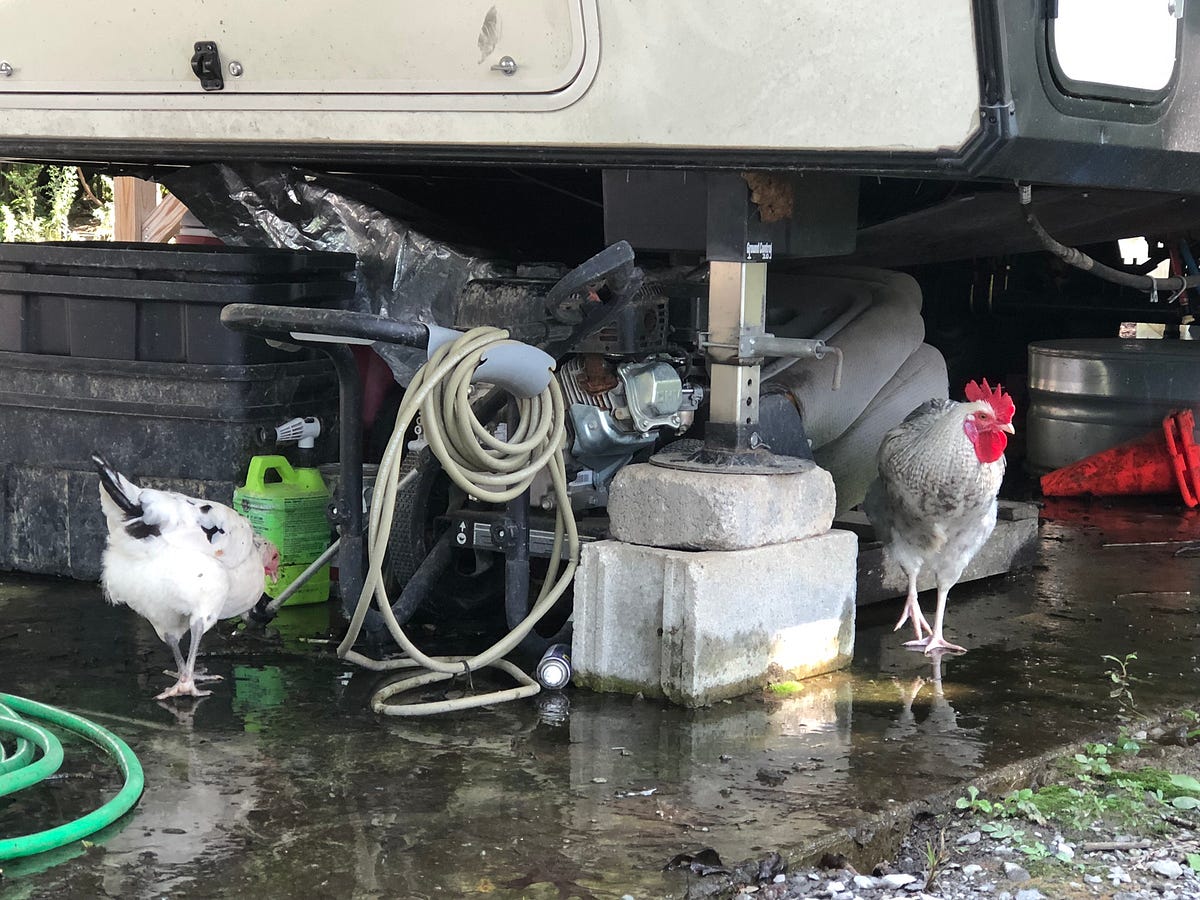 Are Backyard Chickens a Messy Affair? Backyard Chicken News Medium