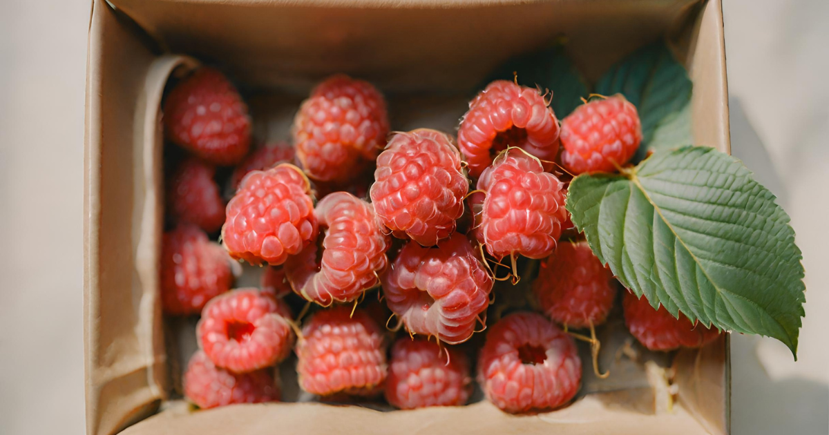 Can Bearded Dragons Eat Raspberries Benefits, Risks, and How to Feed