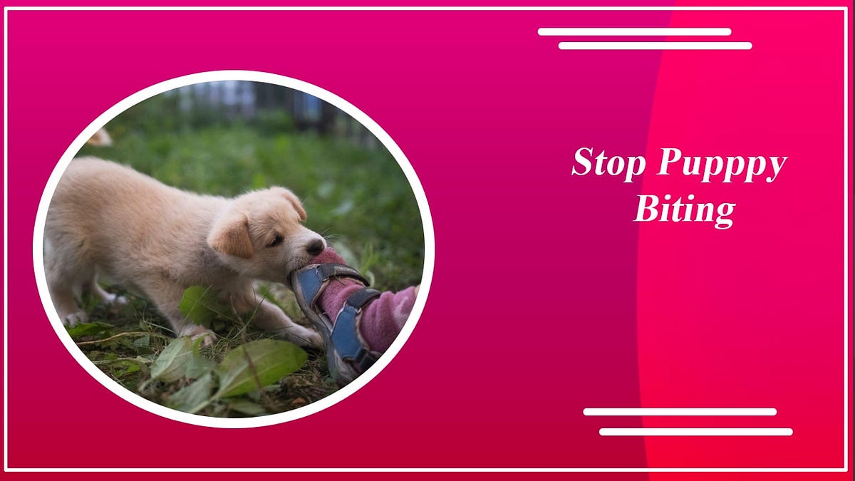 3 Practical Tips for Stopping Puppy Biting by Alenzomart Medium