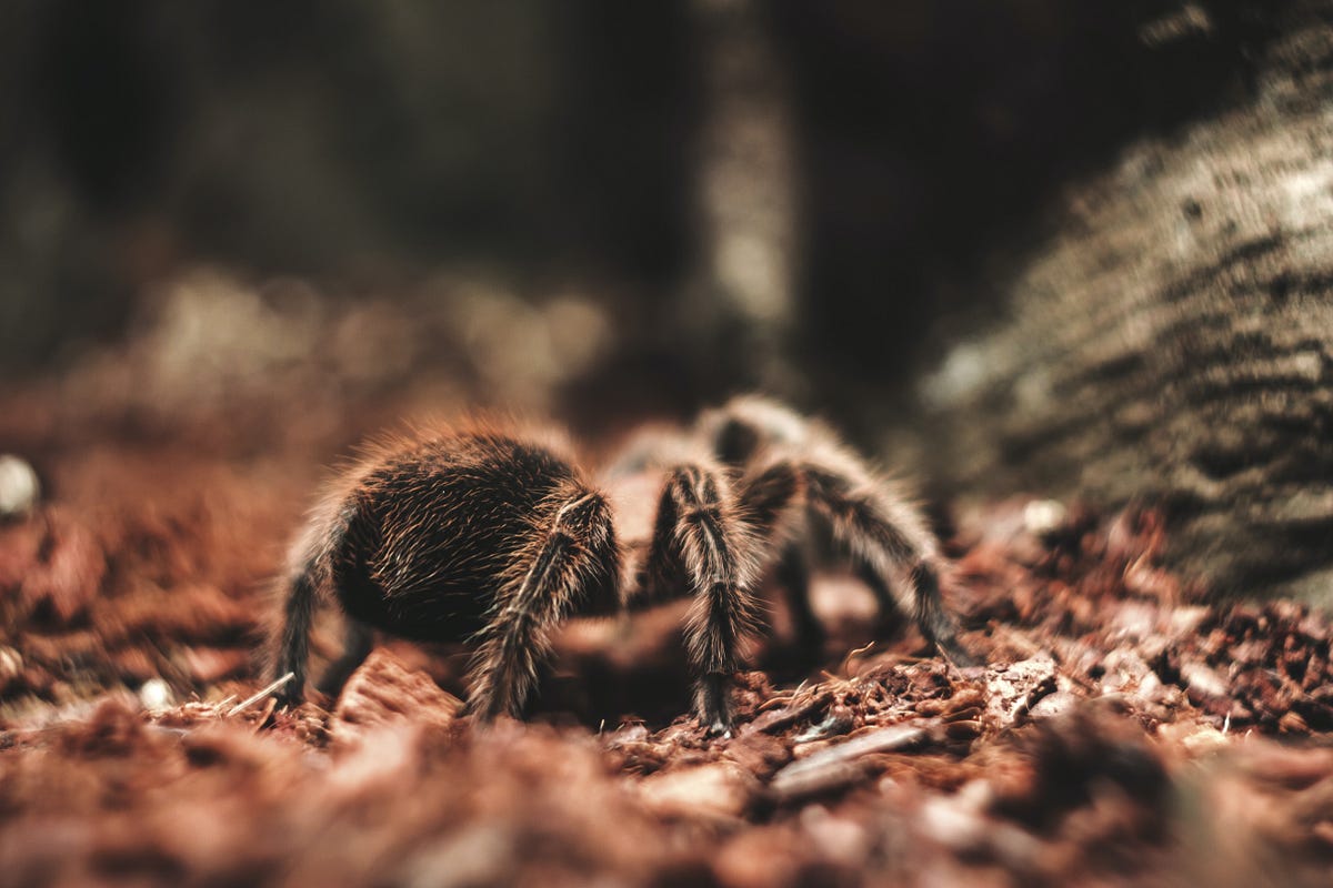 Tarantula Habitat Guide for beginners Medium