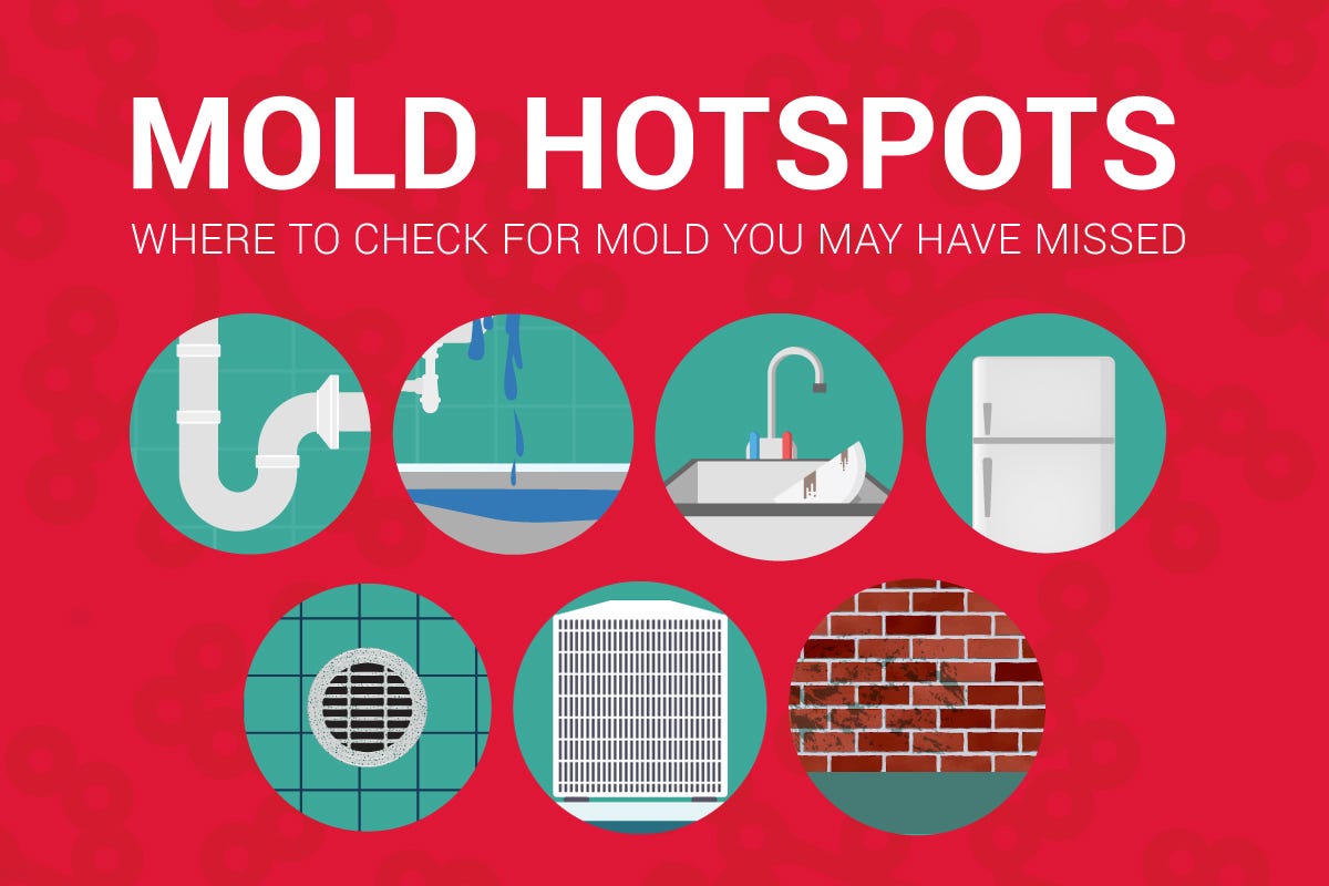 A Guide How Long Does It Take For Mold To Grow After Water Damage