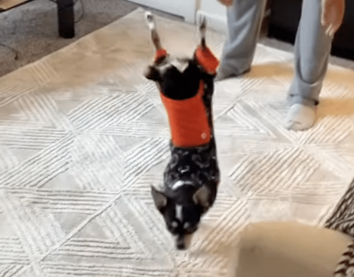 Dog Gets Taught How to Do a Handstand and Succeeds | by Animals Around ...