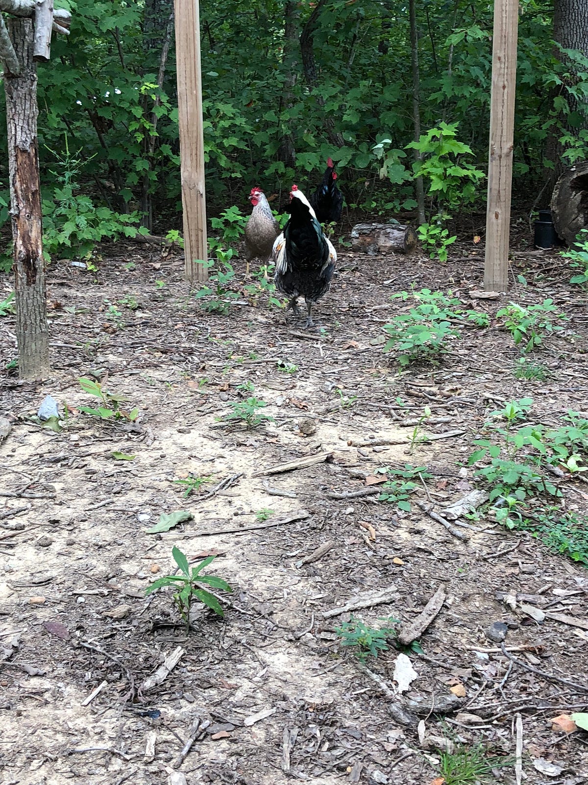 Can Your Backyard Chickens Get Gout? Backyard Chicken News Medium