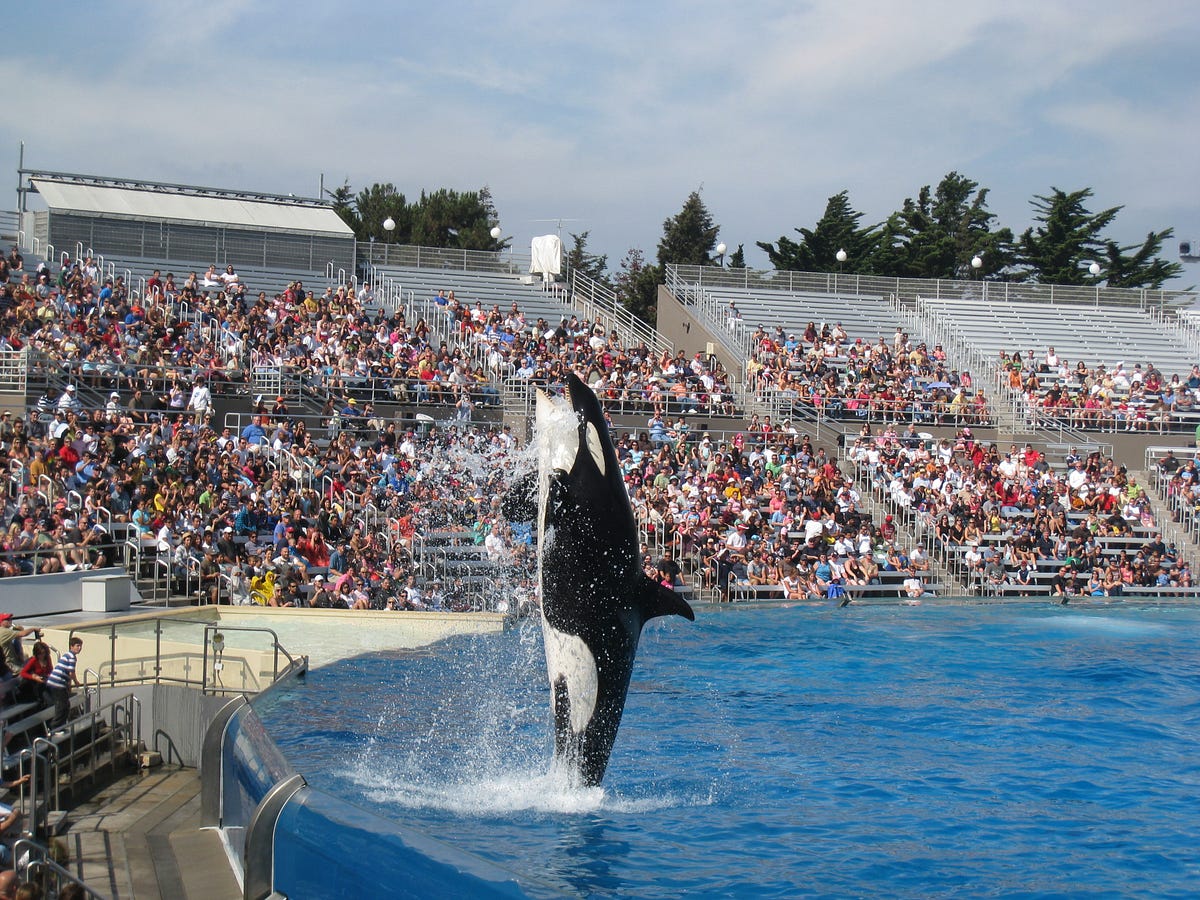 Animal Atlas Newsletter  Your Monthly Dose of Animal Stories, Advocacy, and Insights