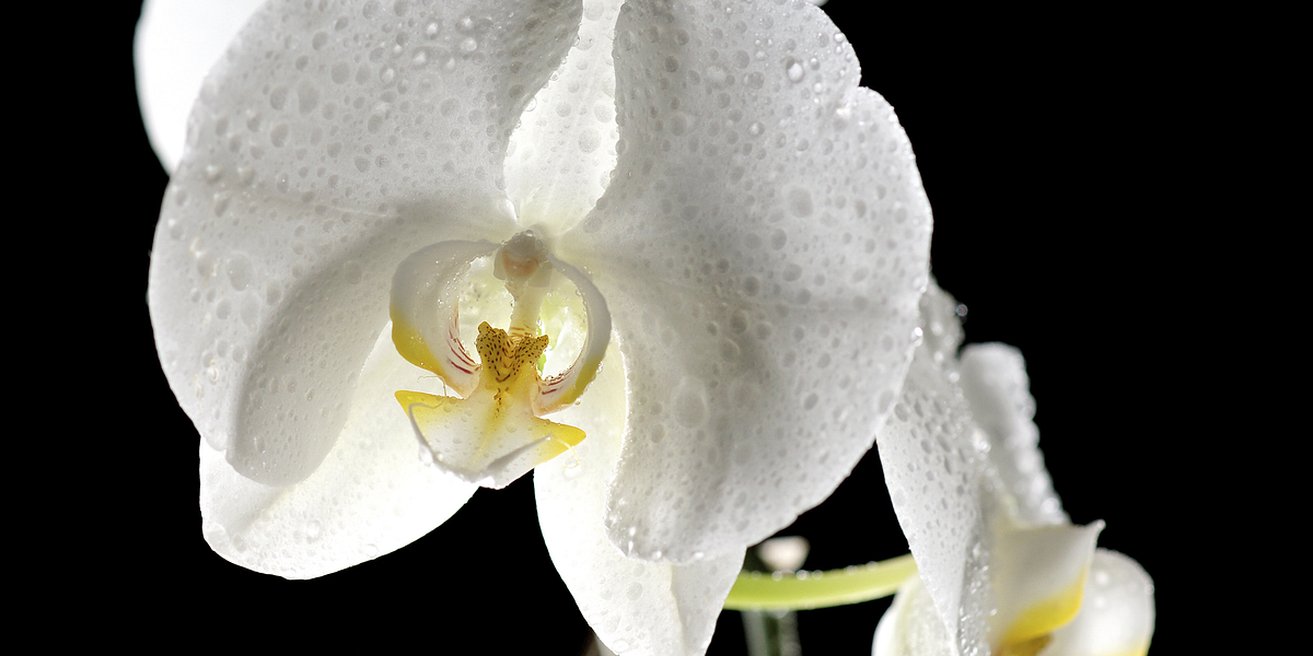 Image of: Sexy Time: An Oil to Get Your Lady Parts Stoned (NSFW)