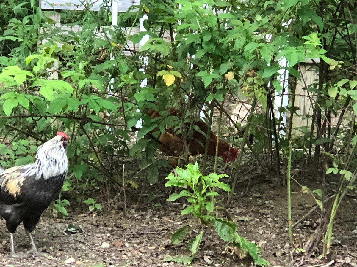 Do Backyard Chickens Smell Bad? Backyard Chicken News Medium