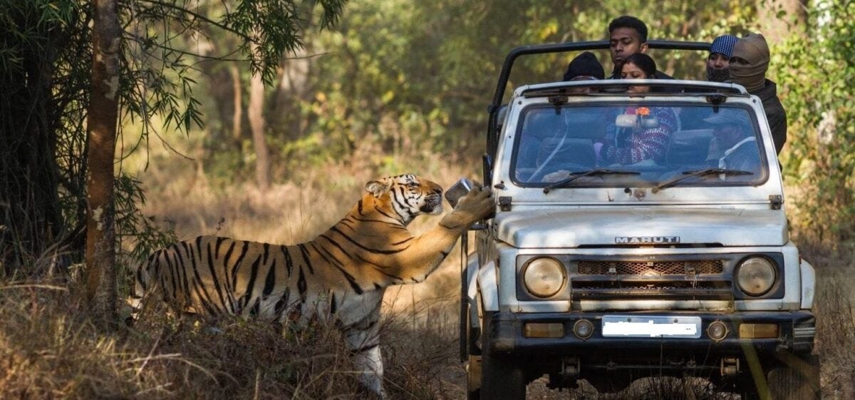 Ultimate Guide to Solo Tiger Safari at Ranthambore National Park