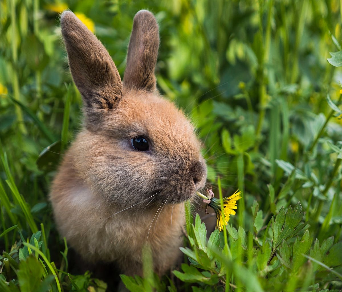 Are Backyard Weeds Safe for Rabbits? Backyard Bunny News Medium