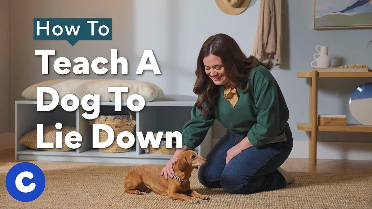Simple Steps to Train Your Dog to Lie Down: Effective Techniques for
