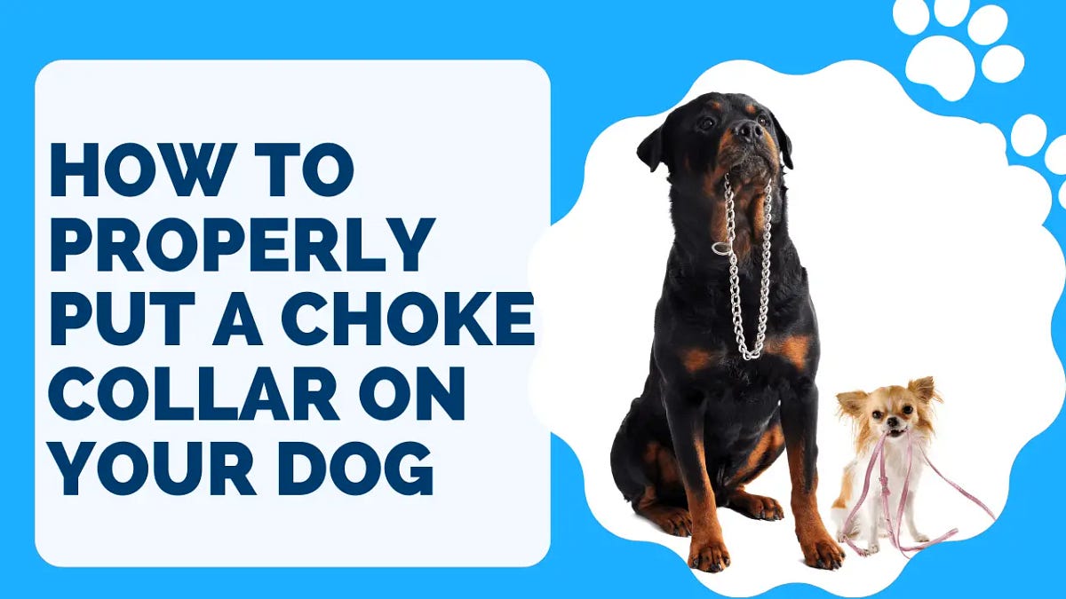 How to Properly Put a Choke Collar on Your Dog by MyPetGuides Medium