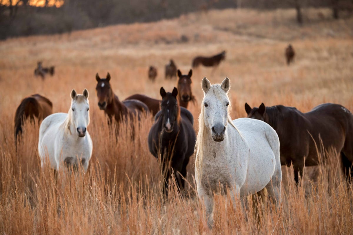 TOP 5 THINGS TO KNOW ABOUT WILD HORSE OFFRANGE PASTURES by Bureau of