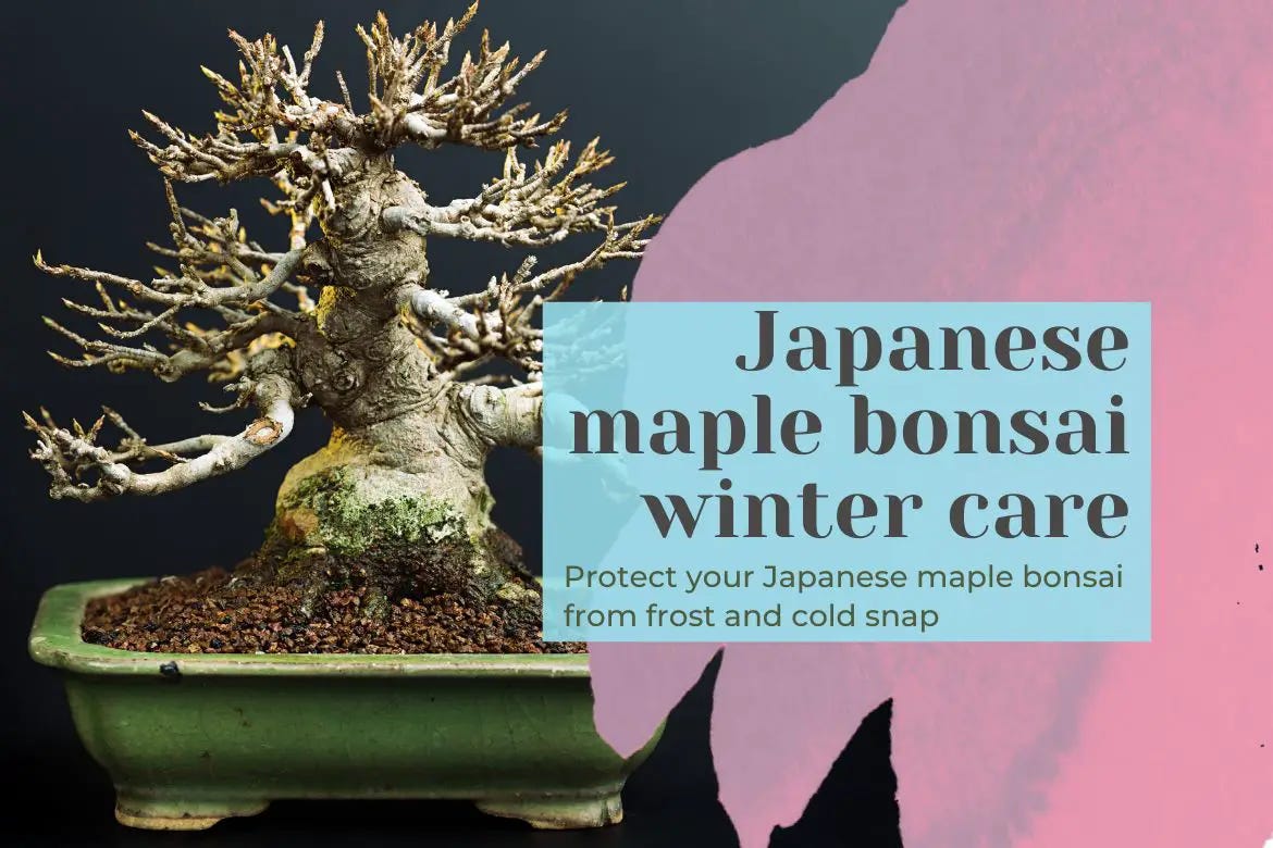 Japanese maple bonsai winter care by Bhupinder Singh Medium