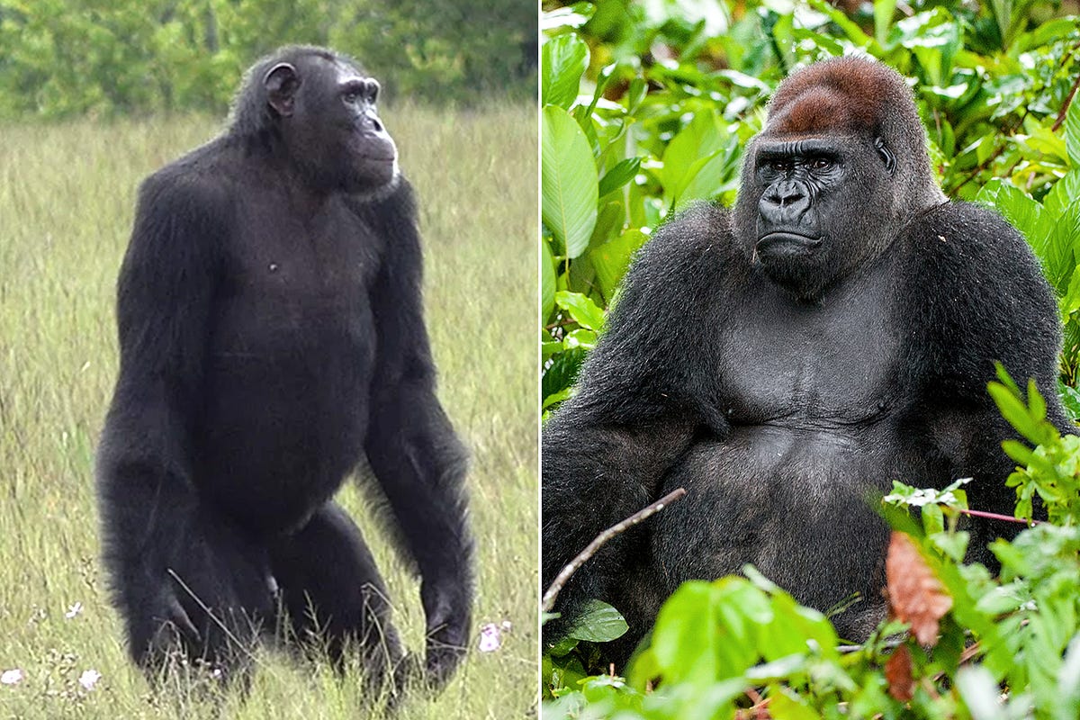 Dominance vs. Aggression: I’d Rather Face a Gorilla than a Chimp in a