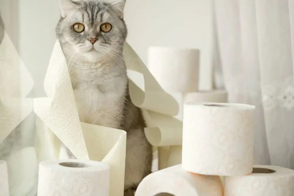 What should healthy cat poop look like? » Happy Day by Ahappydayone