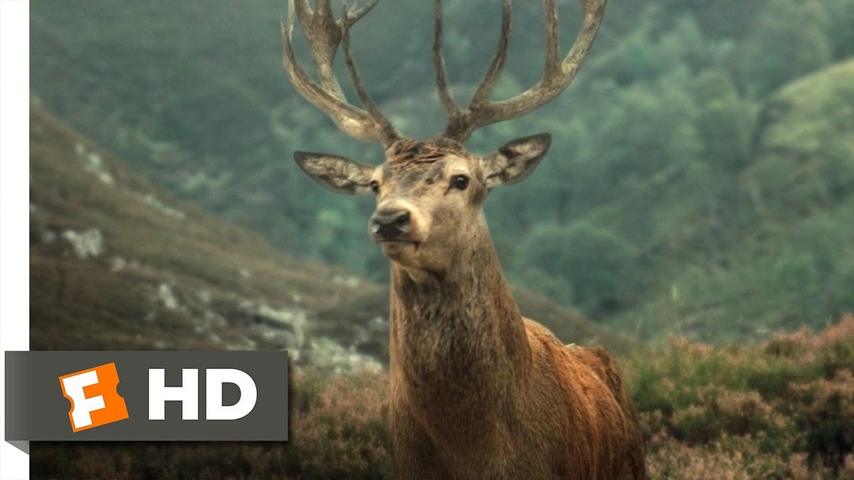 Red Stag No Deposit by lotobell Medium