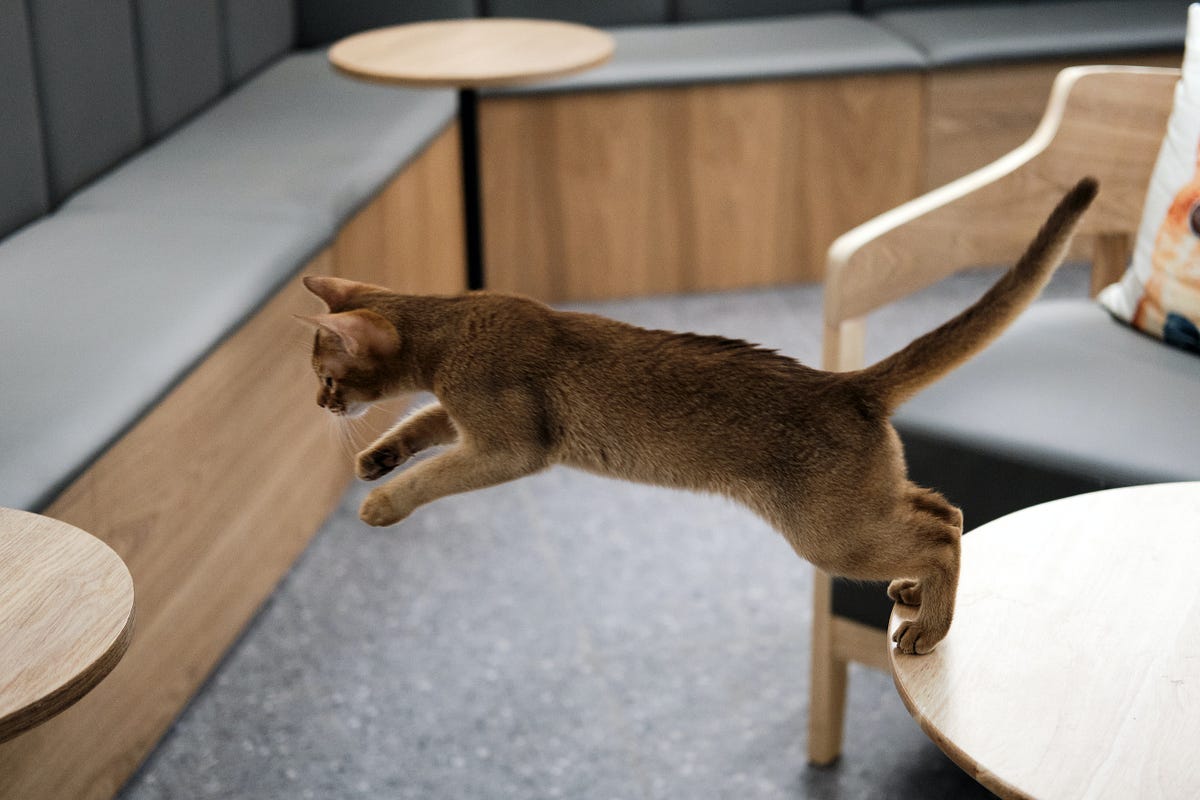 How Cats Turn Air Mattresses into Their Personal Bouncy Castles by