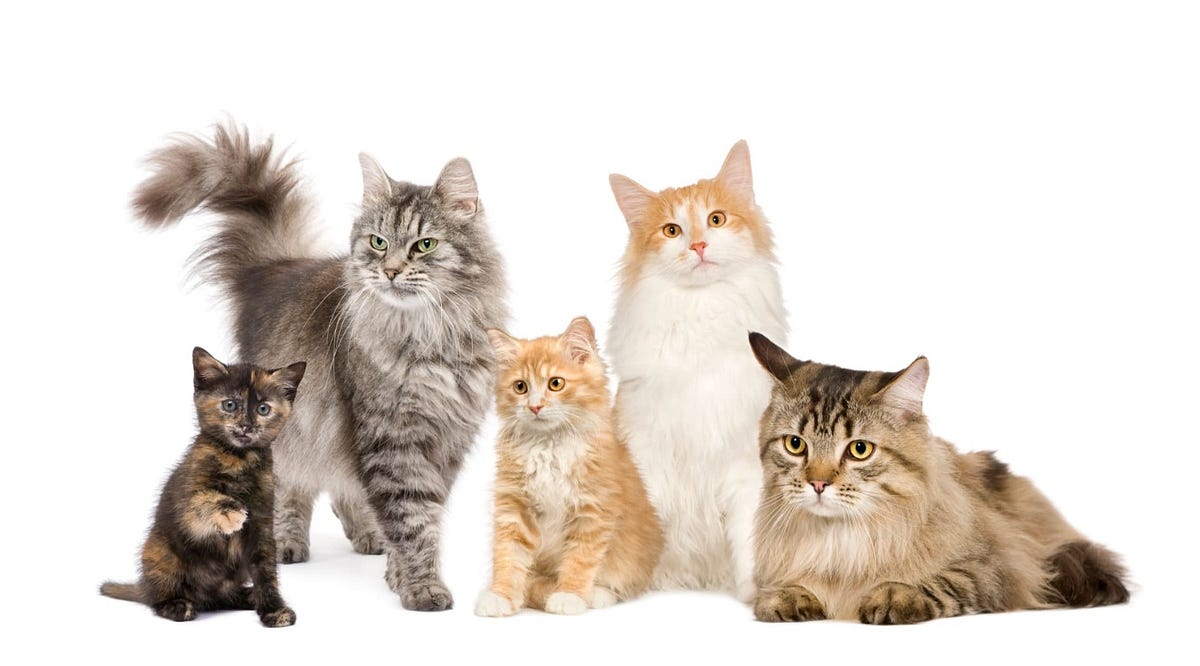 What Ages Do Maine Coons Have Growth Spurts? by Maine Coon Cats Medium