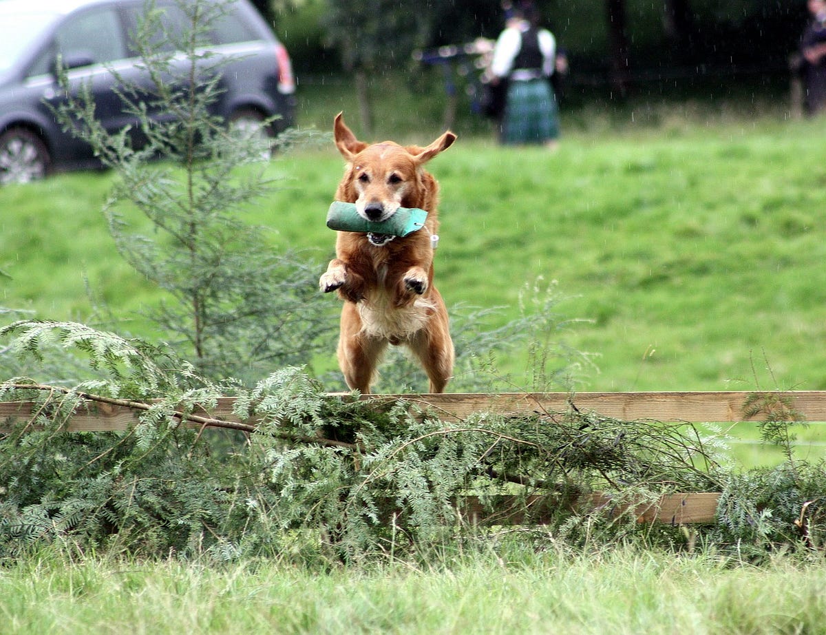 Picture of Most people think puppy training is about commands. Sit. Down. Stay ...