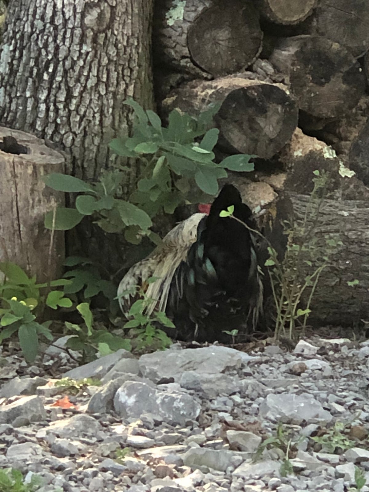 How to Start with Backyard Chickens? Backyard Chicken News Medium