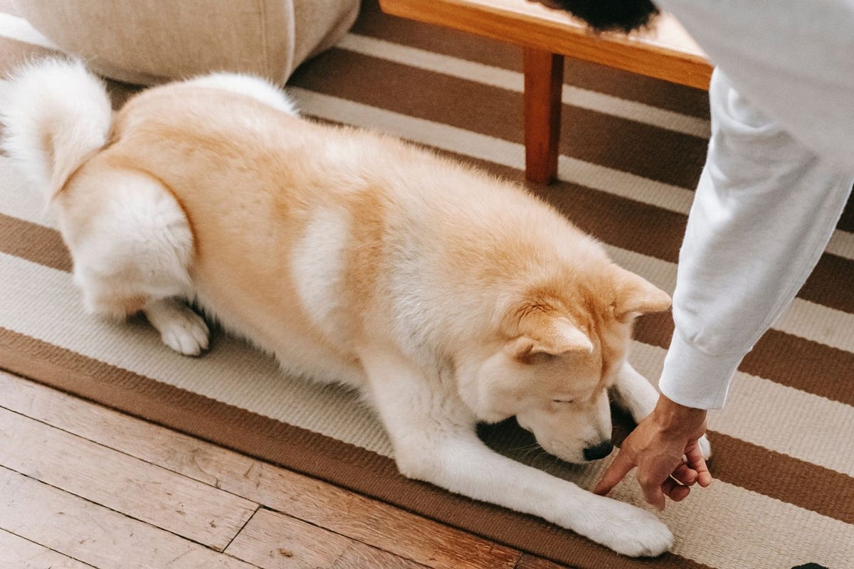 How Much Properly Does Dog Training Cost 2 Basic Types And Steps how-much-properly-does-dog-training-cost-2-basic-types-and-steps