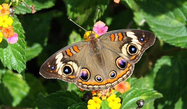 Image of: Here’s Where You Can Spot San Francisco’s Beautiful Native Butterflies