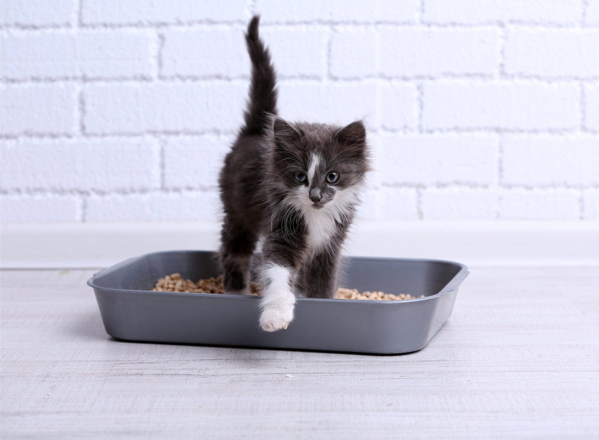 Unveiling the Mystery The Fascinating Reasons behind Cats’ Poop