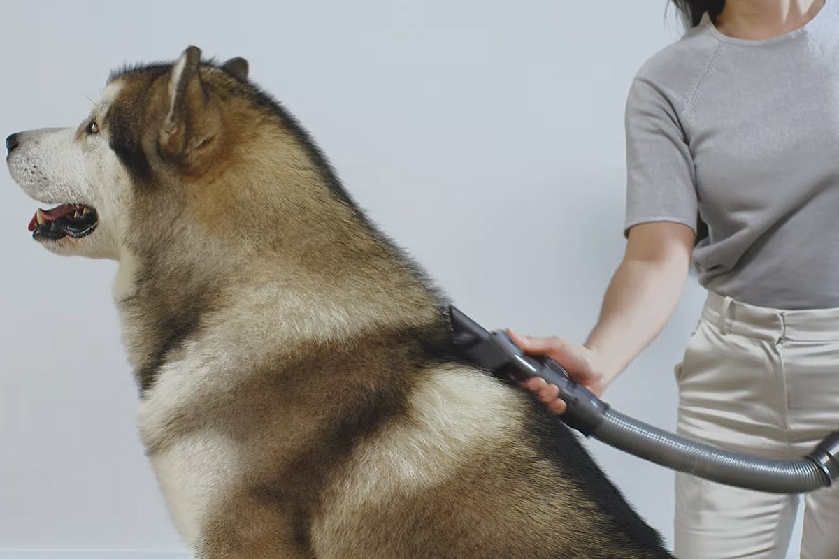 Dyson invente un kit de toilettage pour chien à brancher sur votre aspirateur, et c’est un gros…