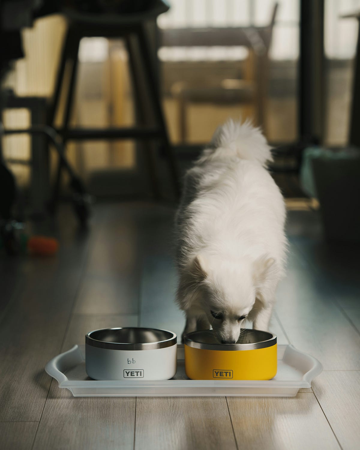 Victor Dog Food Recall 2023 What You Need to Know by Terry Maxwell