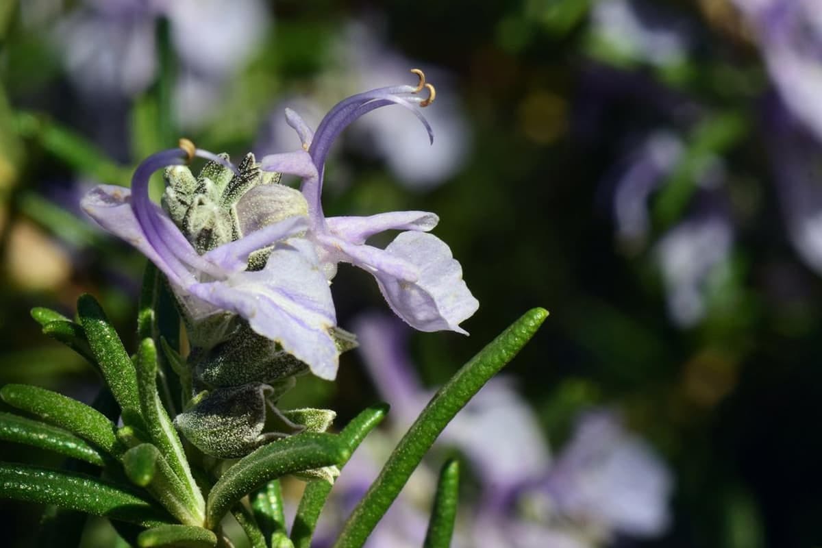 Learn About The Rosmarinus Officinalis Basics Types Growth Care learn-about-the-rosmarinus-officinalis-basics-types-growth-care