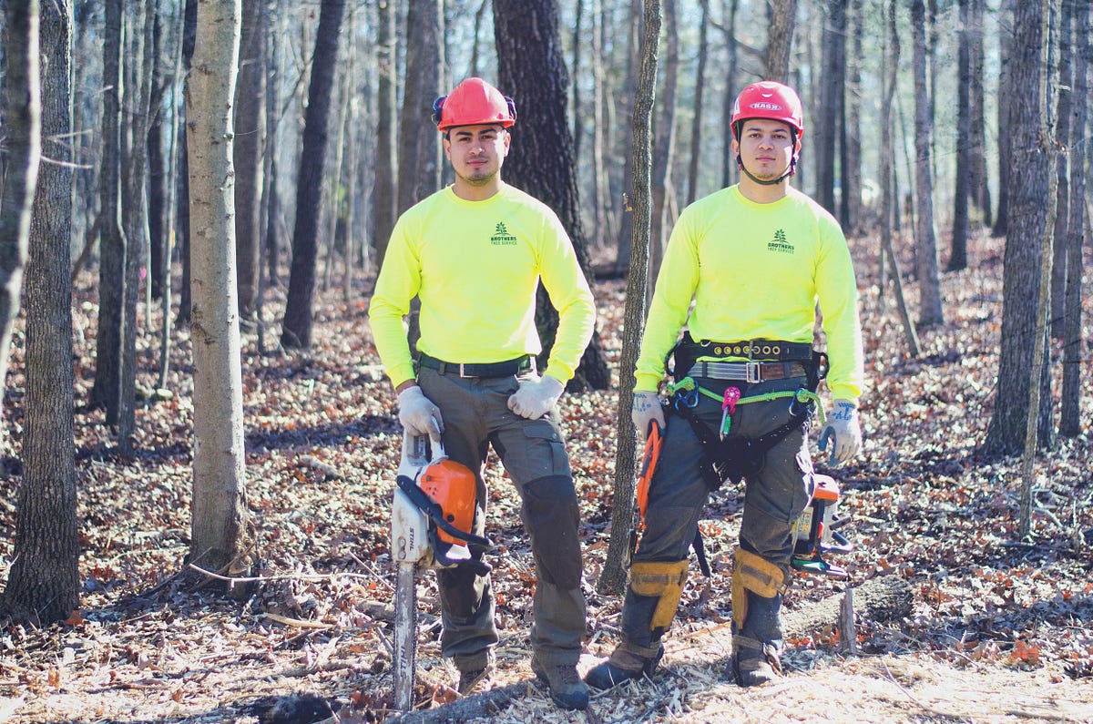 The Artistry of North Carolina Tree Removal with Brothers Tree Service by Brothers Tree