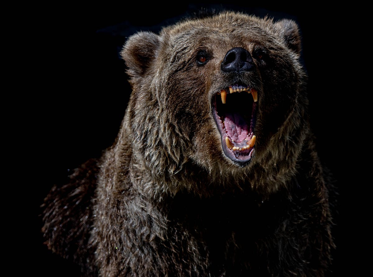 A Grisly Or A Grizzly Sight A Scary Homophone Pair By Jessica