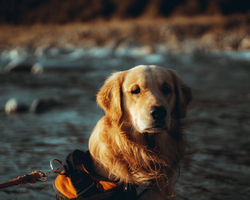 What causes a dog to cough? by Dog Polo Medium