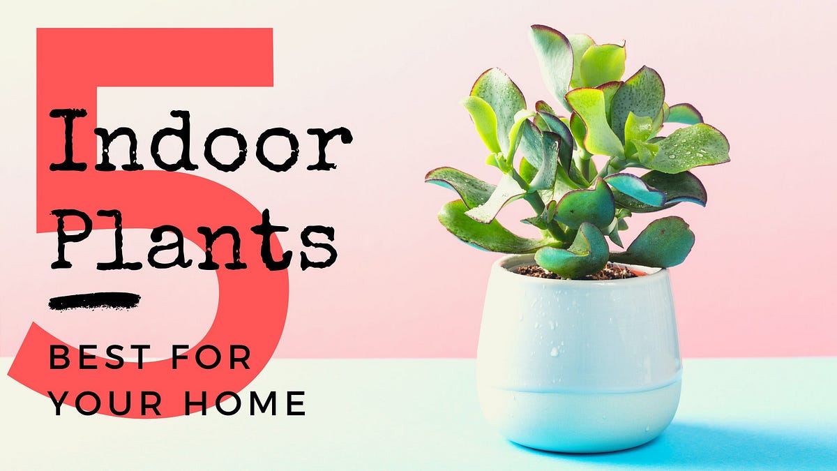 5 Indoor Plants Best For Your Home | by Infinite Knowledge | Medium