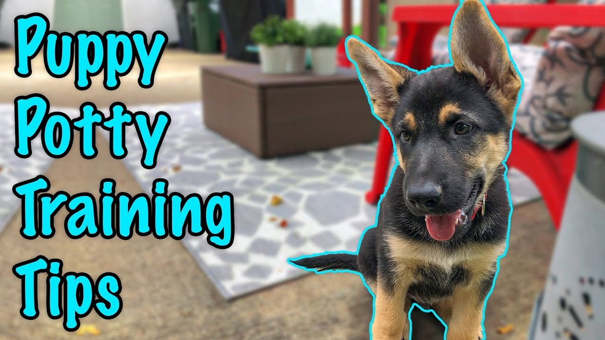 How To Potty Train A German Shepherd Puppy: Expert Tips | by Helen C ...